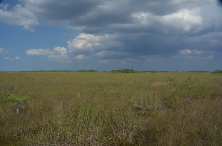 Everglades prairie